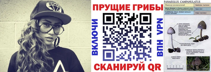 Галлюциногенные грибы Psilocybe  как найти   Свирск 